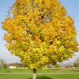 Golf spielen im goldenen Herbst Dieses Traum Golfwetter muß man unbedingt ausnützen und so oft es geht, am Golfplatz eine Runde spielen. Da macht es auch nichts aus, wenn man bei einem Turnier schlecht spielt. Dieses Wetter...