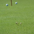 Pilze am Green in Hencse Nach unserer Hochzeitsreise nach Mallorca kamen noch ein paar Tage in Ungarn dazu. Leider ist nur 1 Golfplatz in halbwegs erreichbarer Nähe und deshalb spielten wir zum zweitenmal den Golfplatz in Hencse....